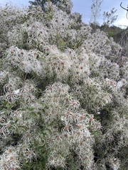 Clematis brachiata