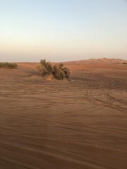 Haloxylon