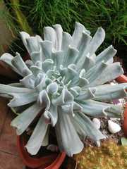 Echeveria runyonii