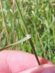 Poa pratensis pratensis