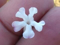 Chascanum cuneifolium