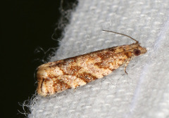 Euphona euphona