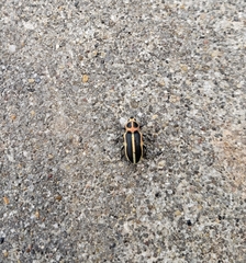 Eudiagogus