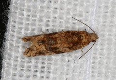Euphona euphona