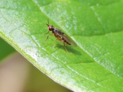 Elachiptera costata