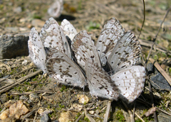 Celastrina asheri