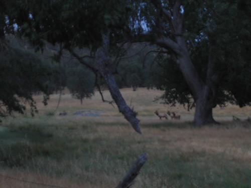 Cervus canadensis