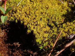 Tortella inclinata