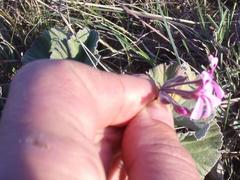 Pelargonium reniforme