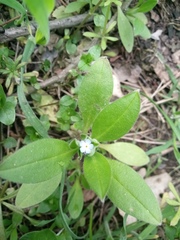 Myosotis sparsiflora