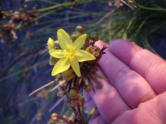 Bobartia orientalis orientalis