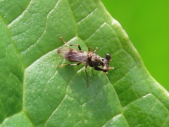 Sphyracephala brevicornis