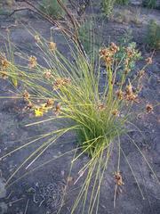 Bobartia orientalis orientalis