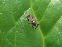 Sphyracephala brevicornis