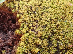 Tortella inclinata