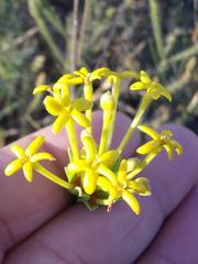 Lasiosiphon capitatus