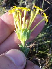 Lasiosiphon capitatus