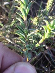 Lasiosiphon capitatus