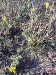 Lasiosiphon capitatus