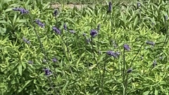 Salvia farinacea