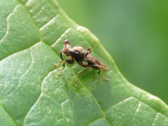 Sphyracephala brevicornis