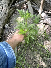 Trepocarpus aethusae