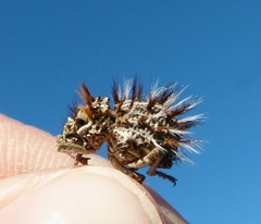 Brachycerus fascicularis