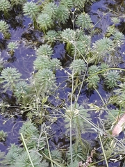 Juncus diffusissimus