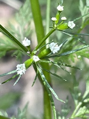 Trepocarpus aethusae