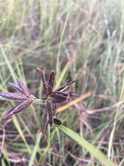 Cyperus