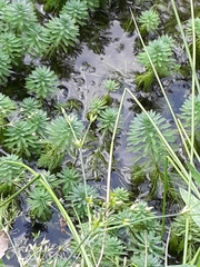 Juncus diffusissimus