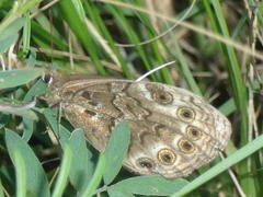 Dira clytus eurina