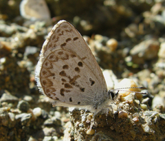 Celastrina asheri
