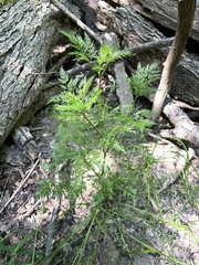 Trepocarpus aethusae