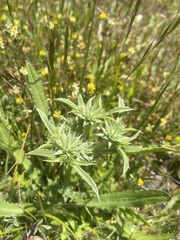 Eryngium armatum