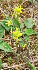 Erysimum crepidifolium