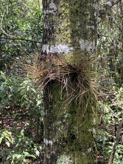 Tillandsia setacea