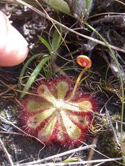 Drosera natalensis