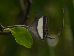 Oressinoma sorata