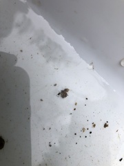 Helicopsyche borealis