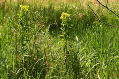 Euphorbia palustris