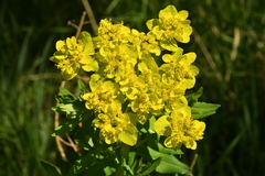 Euphorbia palustris