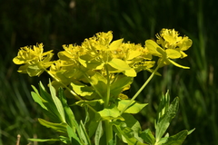 Euphorbia palustris