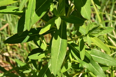 Euphorbia palustris