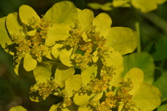 Euphorbia palustris