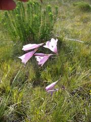 Dierama pendulum