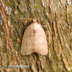 Anachrostis