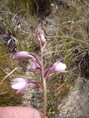 Eulophia hians hians