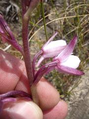 Eulophia hians hians