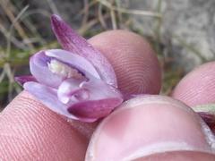 Eulophia hians hians